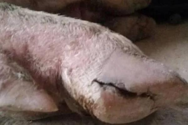 母猪需要定期修蹄吗，长约7厘米时需要修剪
