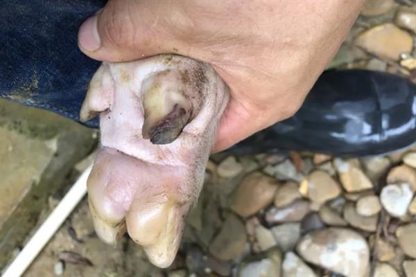 母猪需要定期修蹄吗，长约7厘米时需要修剪