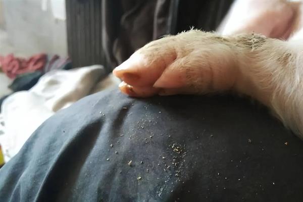 母猪需要定期修蹄吗，长约7厘米时需要修剪
