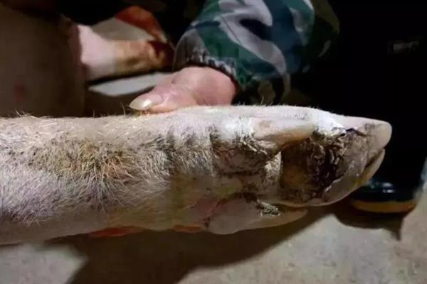 母猪需要定期修蹄吗，长约7厘米时需要修剪