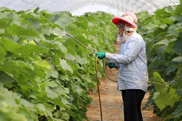 钙肥有什么作用，农用石灰可中和土壤的酸碱值、提高保肥能力