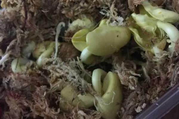 发财树的栽培深度，以土面高于根部5-10cm为宜