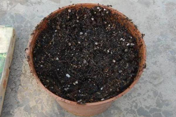 发财树的栽培深度，以土面高于根部5-10cm为宜