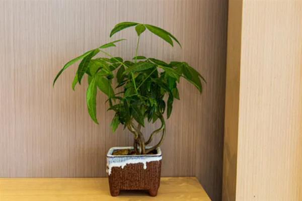 发财树的栽培深度，以土面高于根部5-10cm为宜