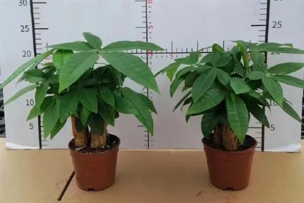 发财树的栽培深度，以土面高于根部5-10cm为宜