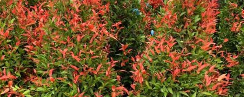 红枝蒲桃如何种植，定植时间常为12月至翌年2月