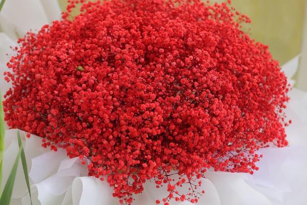 满天星有什么花语，代表思念、浪漫等含义