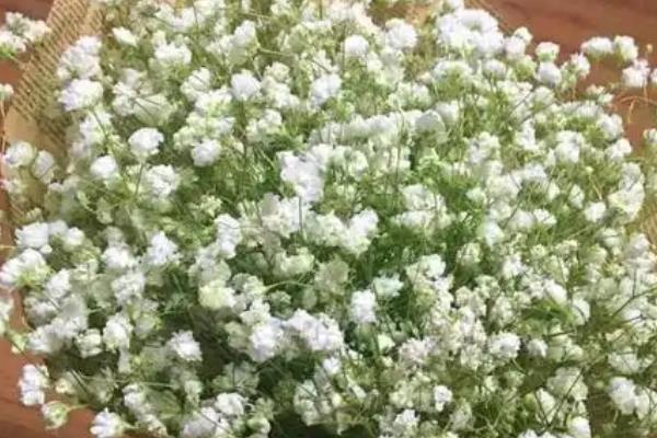 满天星有什么花语，代表思念、浪漫等含义
