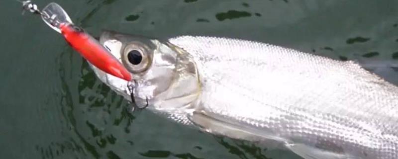 走水会不会影响钓鱼，可以钓鱼但需要采取一些措施