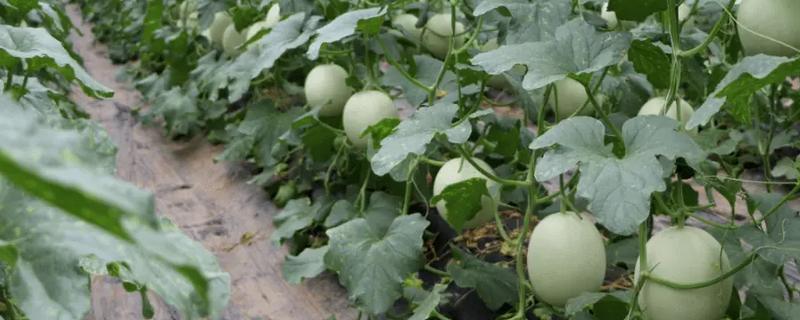 甜瓜怎么管理，摘心后要追施粪肥和饼肥