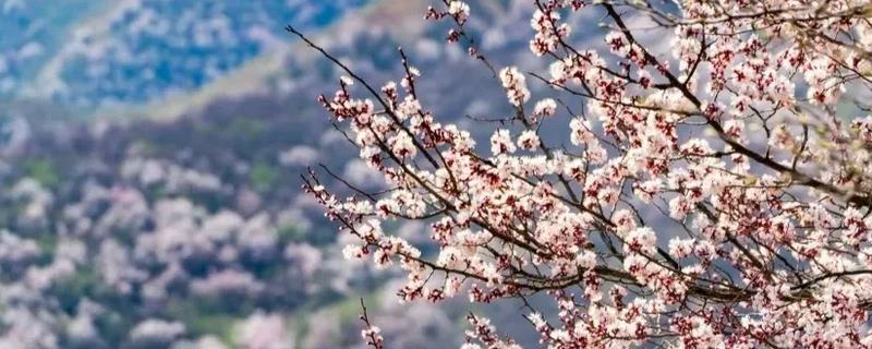 伊犁吐尔根杏花的花期时间，在3-4月份开花