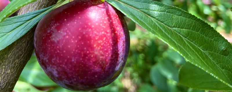 大量采收的李子如何保存，采收后的3个小时内降低果子温度