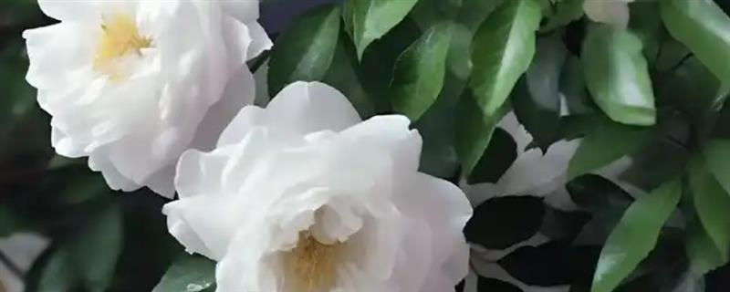 山茶花养殖条件，PH值在5-6.5之间