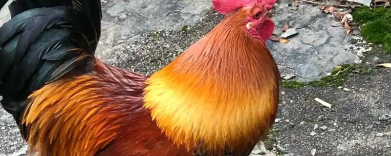 一只公鸡可以和几只母鸡交配，蛋用种公鸡能够为10-15只母鸡配种