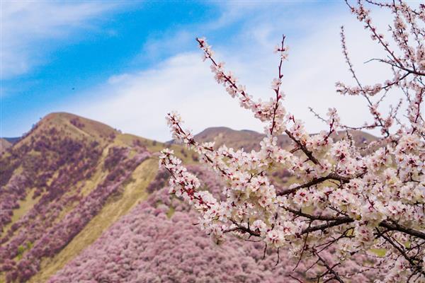 伊犁吐尔根杏花的花期时间，在3-4月份开花