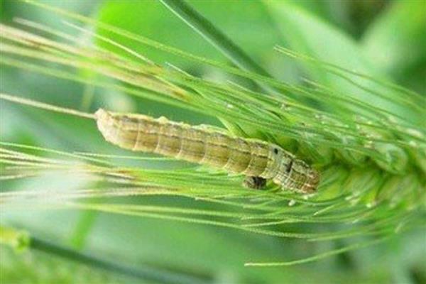 小麦粘虫蔓延和环境有什么关系，温度为10-25℃时有利于虫卵孵化