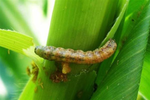 小麦粘虫蔓延和环境有什么关系，温度为10-25℃时有利于虫卵孵化