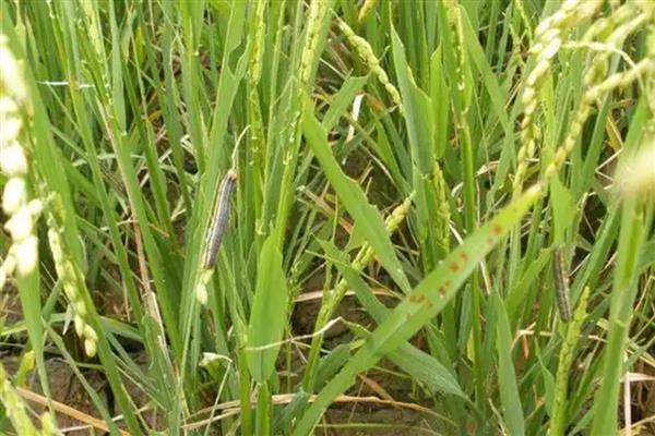 小麦粘虫蔓延和环境有什么关系，温度为10-25℃时有利于虫卵孵化