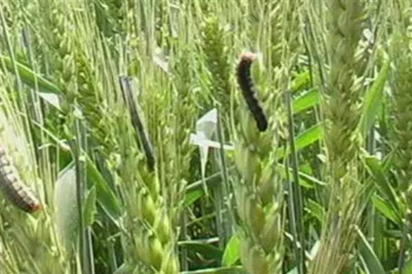 小麦粘虫蔓延和环境有什么关系，温度为10-25℃时有利于虫卵孵化