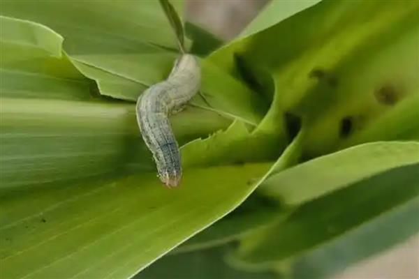 小麦粘虫蔓延和环境有什么关系，温度为10-25℃时有利于虫卵孵化