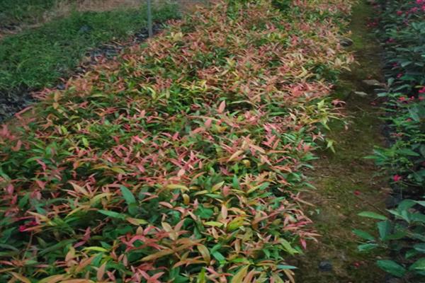 红枝蒲桃如何种植，定植时间常为12月至翌年2月