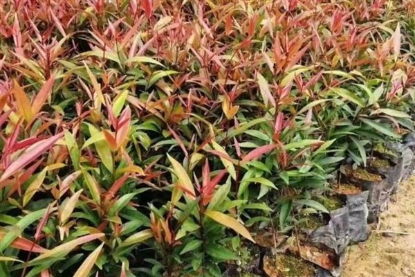 红枝蒲桃如何种植，定植时间常为12月至翌年2月