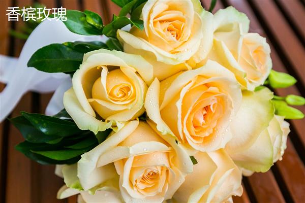 香槟玫瑰与黄玫瑰有什么区别，颜色、花语均不同