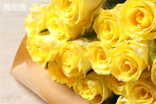 香槟玫瑰与黄玫瑰有什么区别，颜色、花语均不同