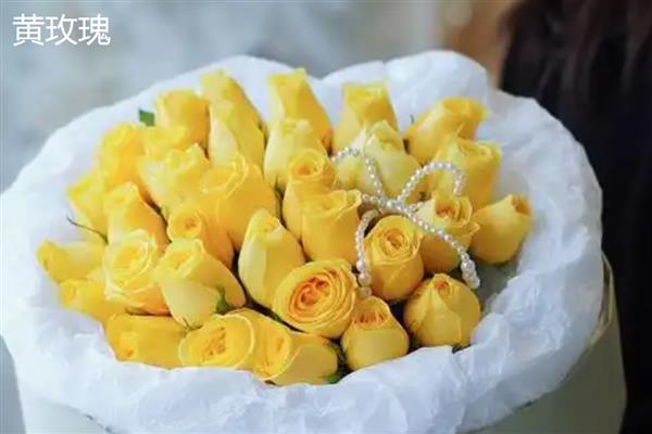 香槟玫瑰与黄玫瑰有什么区别，颜色、花语均不同