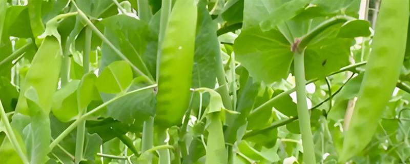 荷兰豆一年种几次,一年可以栽种四次