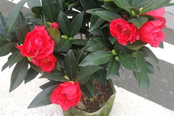 山茶花养殖条件，PH值在5-6.5之间