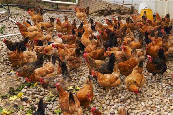 一只公鸡可以和几只母鸡交配，蛋用种公鸡能够为10-15只母鸡配种