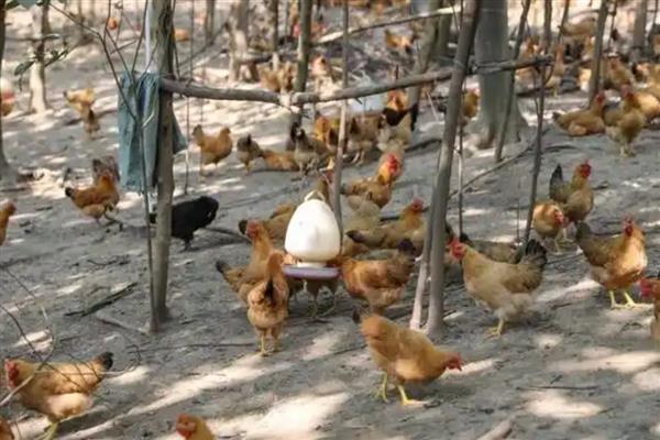 一只公鸡可以和几只母鸡交配，蛋用种公鸡能够为10-15只母鸡配种