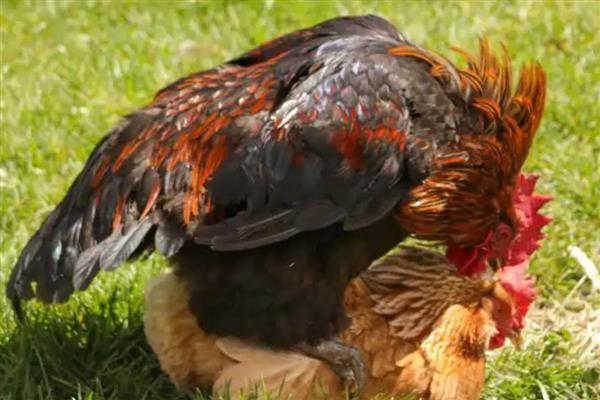 一只公鸡可以和几只母鸡交配，蛋用种公鸡能够为10-15只母鸡配种