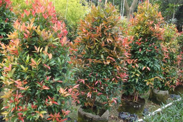 红枝蒲桃如何种植，定植时间常为12月至翌年2月
