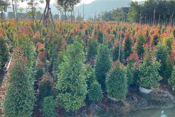 红枝蒲桃如何种植，定植时间常为12月至翌年2月