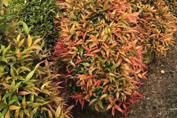 红枝蒲桃如何种植，定植时间常为12月至翌年2月