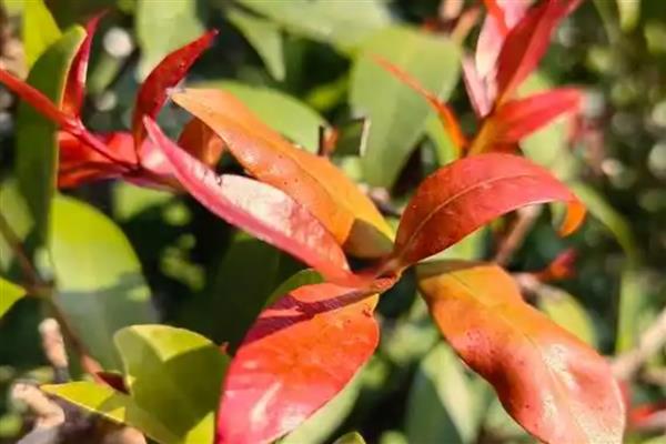 红枝蒲桃如何种植，定植时间常为12月至翌年2月