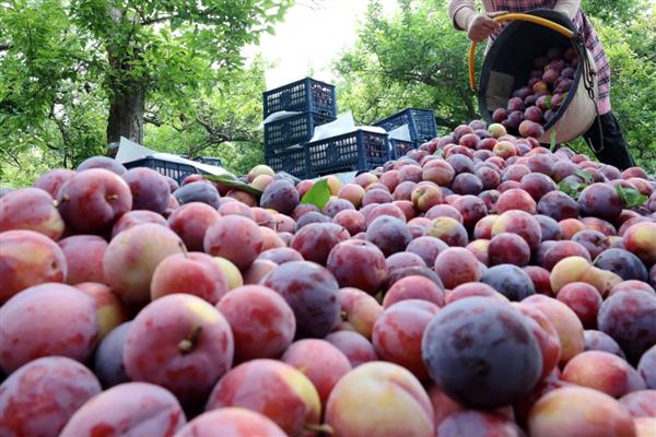 大量采收的李子如何保存，采收后的3个小时内降低果子温度