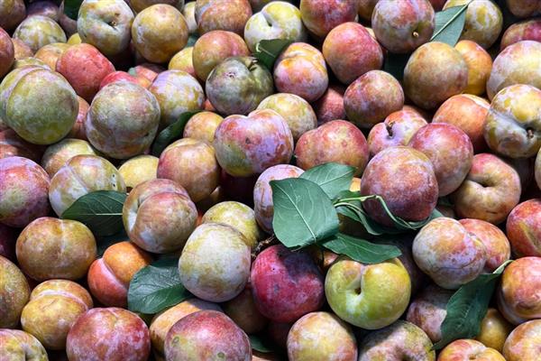 大量采收的李子如何保存，采收后的3个小时内降低果子温度