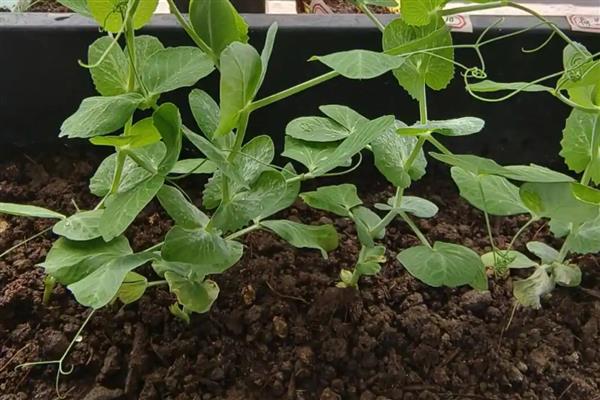 荷兰豆一年种几次，一年可以栽种四次