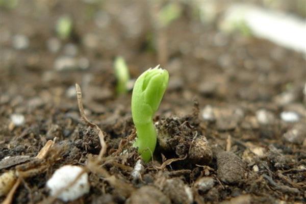 荷兰豆一年种几次，一年可以栽种四次