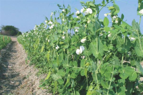 荷兰豆一年种几次，一年可以栽种四次