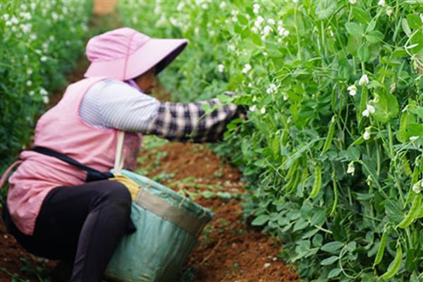 荷兰豆一年种几次，一年可以栽种四次