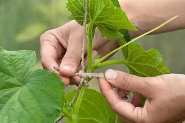 甜瓜怎么管理,摘心后要追施粪肥和饼肥
