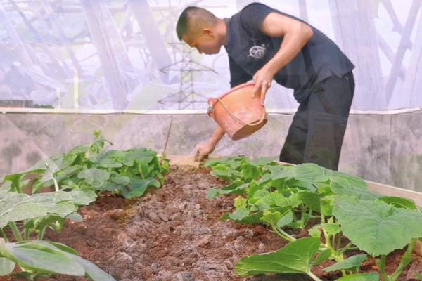 甜瓜怎么管理,摘心后要追施粪肥和饼肥