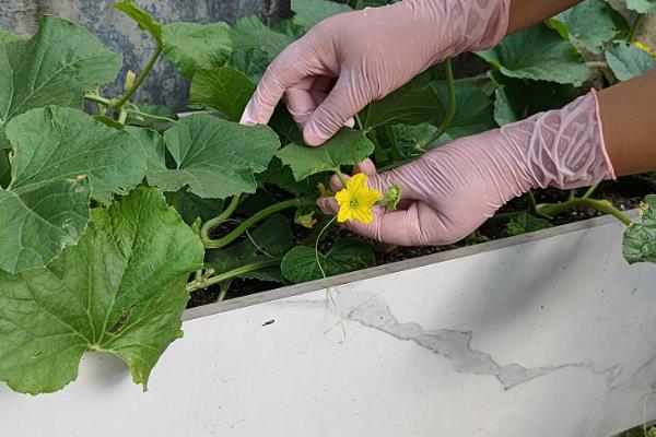 甜瓜怎么管理,摘心后要追施粪肥和饼肥