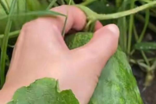 甜瓜怎么管理,摘心后要追施粪肥和饼肥