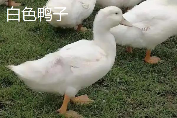 白色鸭子和鹅有什么区别，体型、外形、声音等方面均不同
