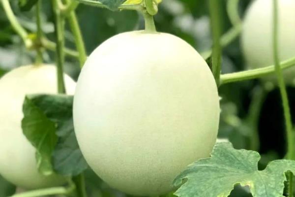 甜瓜怎么管理,摘心后要追施粪肥和饼肥